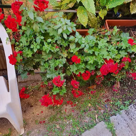 Open Space Con Giardino Vicino Mare 010007-lt-0081 Camogli