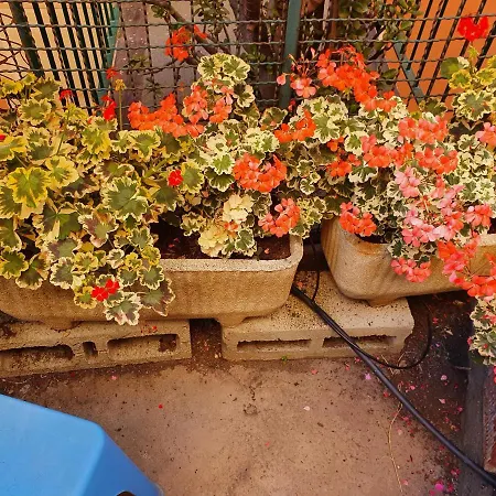 Open Space Con Giardino Vicino Mare 010007-lt-0081 아파트 *